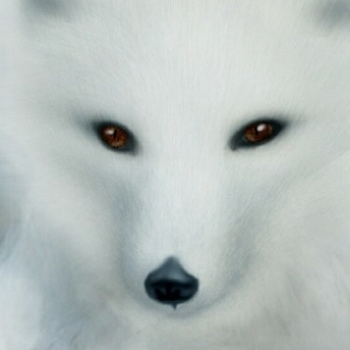 白银之狐